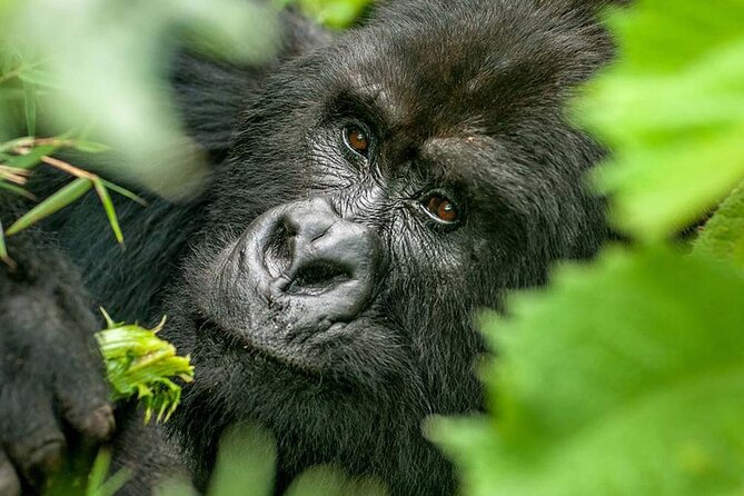 3-Day Climax Guided Gorilla Trekking Mist and Batwa Safari - Day 1: Drive into western Uganda and overnight in Buhoma
