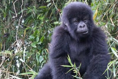 3-Day Climax Guided Gorilla Trekking Mist and Batwa Safari - Getting from Entebbe to Bwindi without losing the day