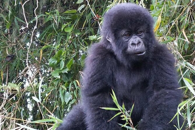 3-Day Climax Guided Gorilla Trekking Mist and Batwa Safari - Getting from Entebbe to Bwindi without losing the day
