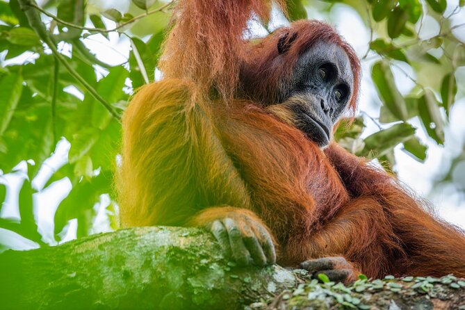 3-Day Ethical Orangutan Jungle Trek | Bukit Lawang, Sumatra - Key Highlights You’ll Actually Care About