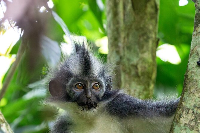 3-Day Ethical Orangutan Jungle Trek | Bukit Lawang, Sumatra - Why This Trek Works in Bukit Lawang