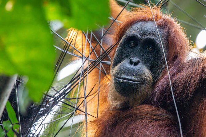 3-Day Ethical Orangutan Jungle Trek | Bukit Lawang, Sumatra - The Ending: Tubing Down the River on a Jungle Taxi