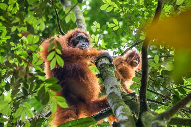 3-Day Ethical Orangutan Jungle Trek | Bukit Lawang, Sumatra - English-Speaking Guides Who Actually Guide