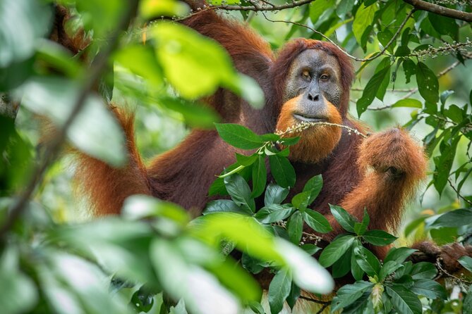 3-Day Ethical Orangutan Jungle Trek | Bukit Lawang, Sumatra - The Trek Days: What Your Body Should Be Ready For