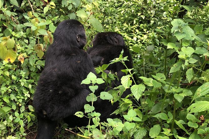 3 Day Gorilla Trek at Bwindi National Park via Kigali - Kigali To Bwindi: the overland start that saves your vacation