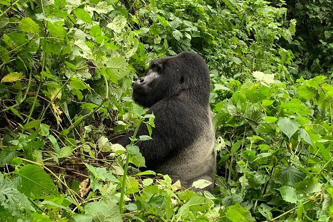 3 Day Gorilla Trek at Bwindi National Park via Kigali - Your gorilla trek day: pace, unpredictability, and why that’s worth it