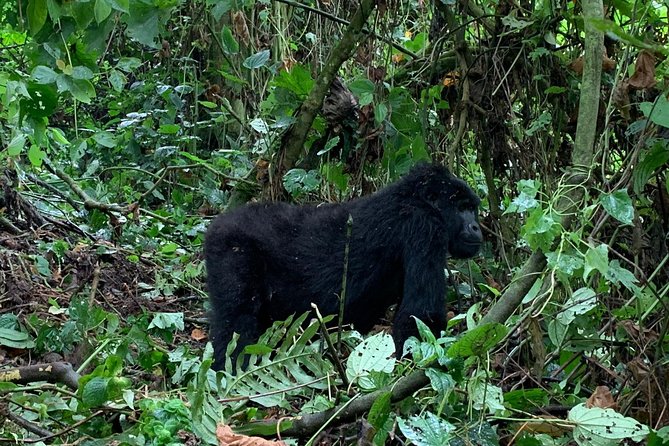 3 Day Gorilla Trek at Bwindi National Park via Kigali - Quick practical tips before you book