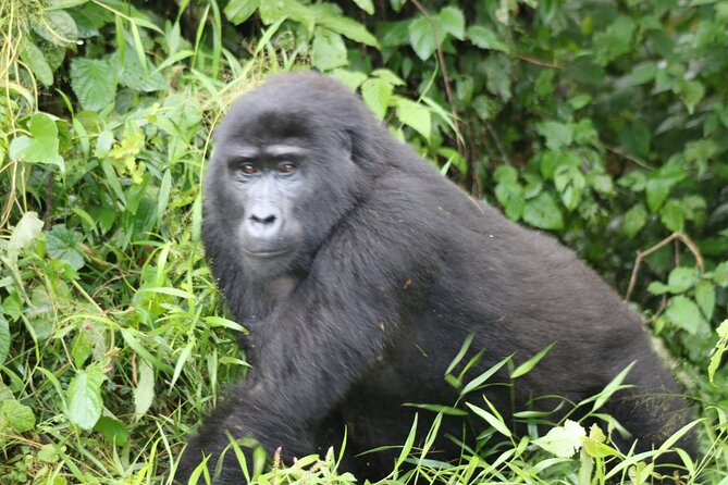 3 Day Gorilla Trek at Bwindi National Park via Kigali - The Bwindi gate briefing: where your trek plan becomes real