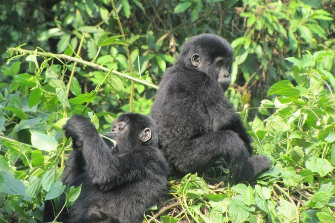 3-Day Gorilla Trekking Budget Safari in Uganda - How This 3-Day Gorilla Trek Safari Actually Works