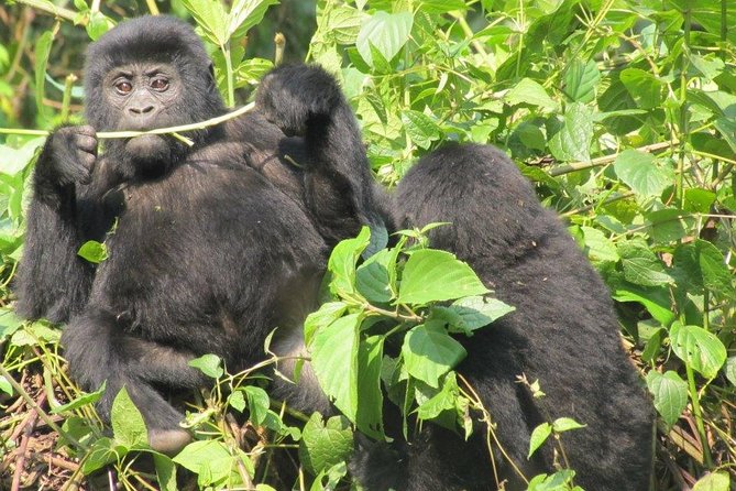 3-Day Gorilla Trekking Budget Safari in Uganda - Day 3 Return Toward Entebbe or Kampala (and Optional Add-Ons)
