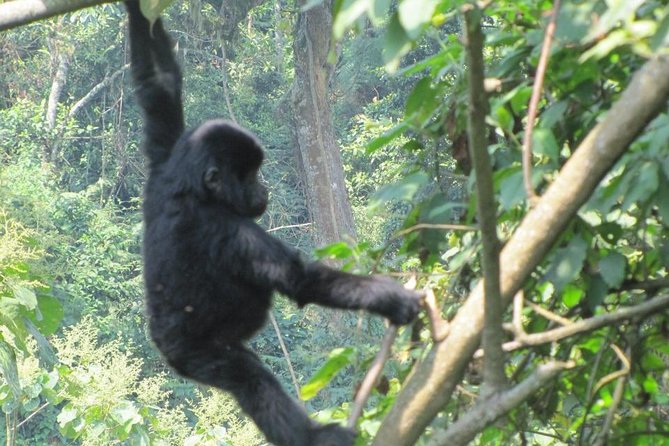 3-Day Gorilla Trekking Budget Safari in Uganda - Day 1 From Entebbe to Bwindi: Long Drive, Useful Breaks
