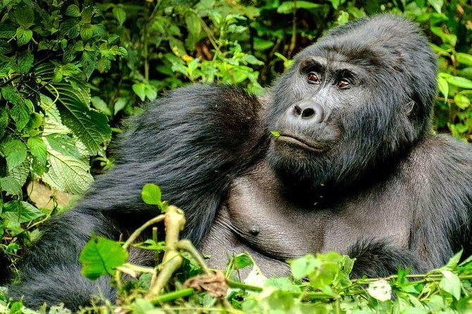 3-Day Gorilla Trekking Bunyonyi Mist Relaxation Safari - Why Bwindi Impenetrable Forest is the gorilla choice