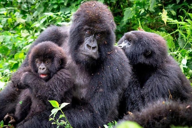 3-Day Gorilla Trekking Bunyonyi Mist Relaxation Safari - Day 2: Ranger briefing and the gorilla trek reality check