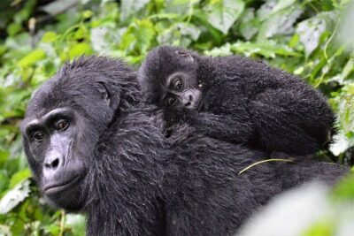 3-Day Gorilla Trekking Bunyonyi Mist Relaxation Safari - Day 1: Pickup, briefing, and the road to Bwindi