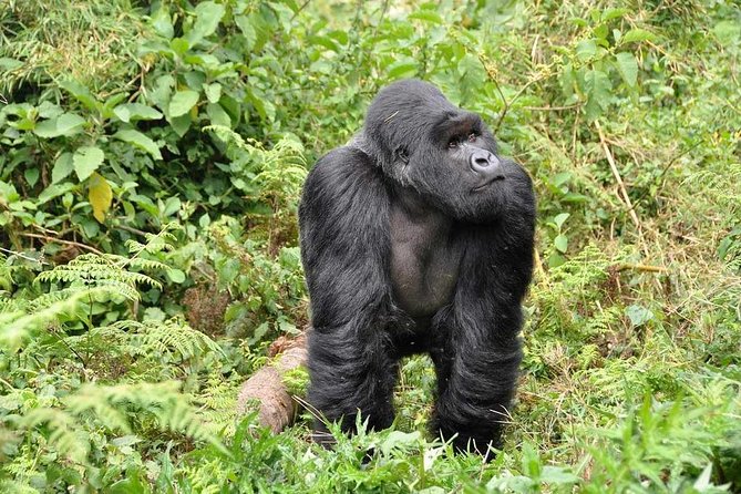 3-Day Gorilla Trekking Bunyonyi Mist Relaxation Safari - Day 2 evening: transitioning to Lake Bunyonyi relaxation