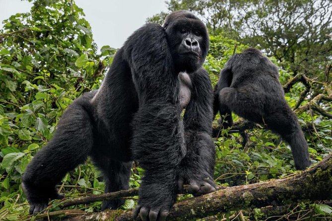 3-Day Gorilla Trekking Bunyonyi Mist Relaxation Safari - Price and value: is $2,350 per person worth it?