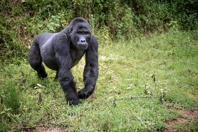 3-Day Gorilla Trekking Bunyonyi Mist Relaxation Safari - What a private tour changes on this safari