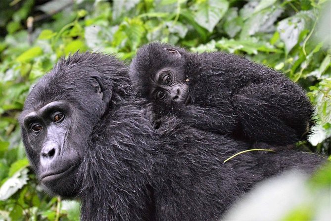 3-Day Gorilla Trekking Bunyonyi Mist Relaxation Safari - Day 1: Pickup, briefing, and the road to Bwindi