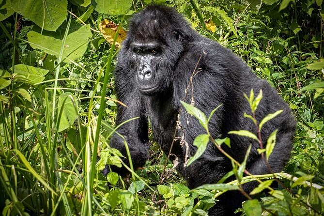 3-Day Gorilla Trekking safari in Bwindi Impenetrable Forest - Lake Bunyonyi slowdown: views, optional swim, and rest