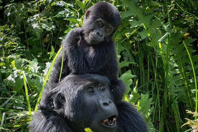 3-Day Gorilla Trekking safari in Bwindi Impenetrable Forest - Comfort, vehicles, and guides (from Sperito to Tyson)