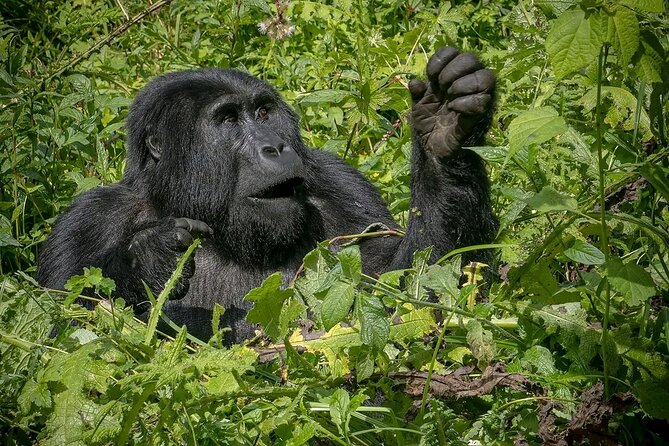 3-Day Gorilla Trekking safari in Bwindi Impenetrable Forest - Price and value for a private 3-day safari