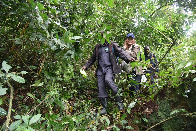 3-Day Gorilla Trekking safari in Bwindi Impenetrable Forest - So, should you book this Bwindi gorilla trek?