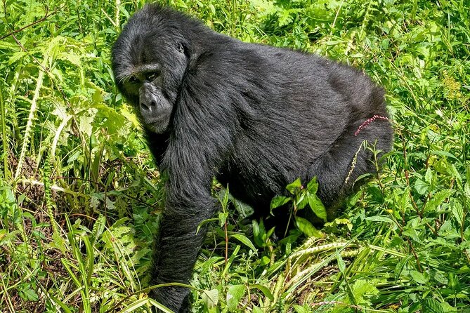 3-Day Gorilla Trekking safari in Bwindi Impenetrable Forest - FAQ