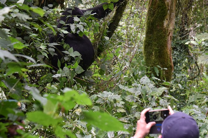 3-Day Gorilla Trekking safari in Bwindi Impenetrable Forest - Batwa cultural experience and the rhythm of day one