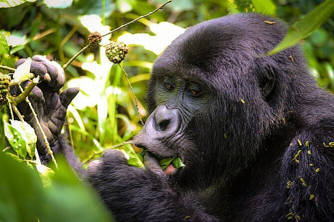 3-Day Gorillas trekking and Batwa Experience - Leaving Kampala for Bwindi: the long drive that sets the tone