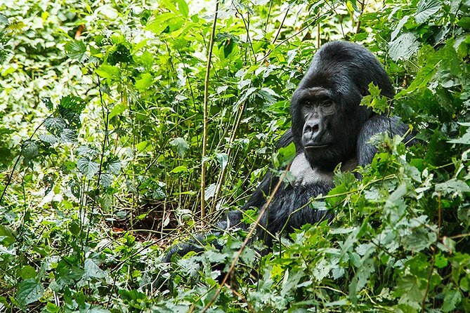 3-Day Gorillas trekking and Batwa Experience - Night near Queen Elizabeth: turning the second day into a new backdrop