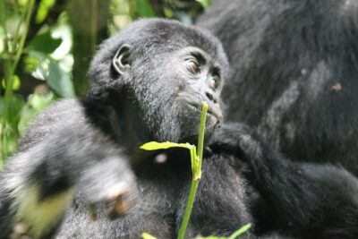 3-Day Gorillas trekking and Batwa Experience - Bwindi beyond gorillas: wildlife, pace, and what to expect on foot