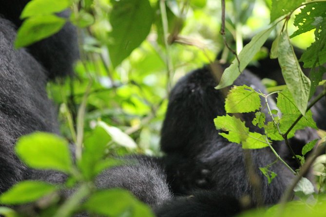 3-Day Gorillas trekking and Batwa Experience - Day 3 return to Kampala: the soft landing after the big moment