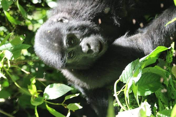 3-Day Gorillas trekking and Batwa Experience - Guides, guides, guides: why the ranger team and driver matter