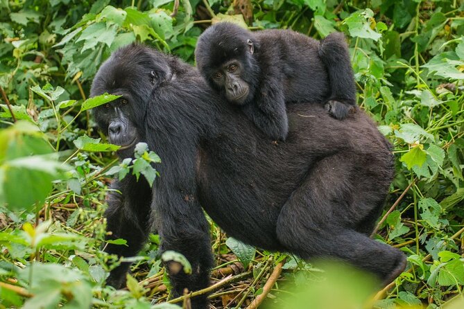 3-Day Private Guided Gorilla Trekking In Uganda - Road Time to Bwindi: Kigali is Faster, Entebbe Adds a Long Day