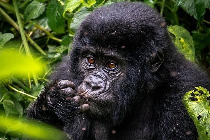3-Day Private Guided Gorilla Trekking In Uganda - After the Trek: Batwa Cultural Heritage and the Conservation Story