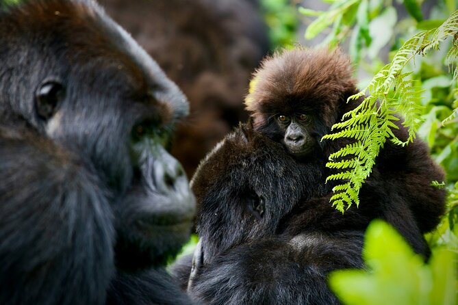 3-Day Private Guided Gorilla Trekking In Uganda - Lodging in Bwindi: Luxury, Mid-Range, and Budget Options