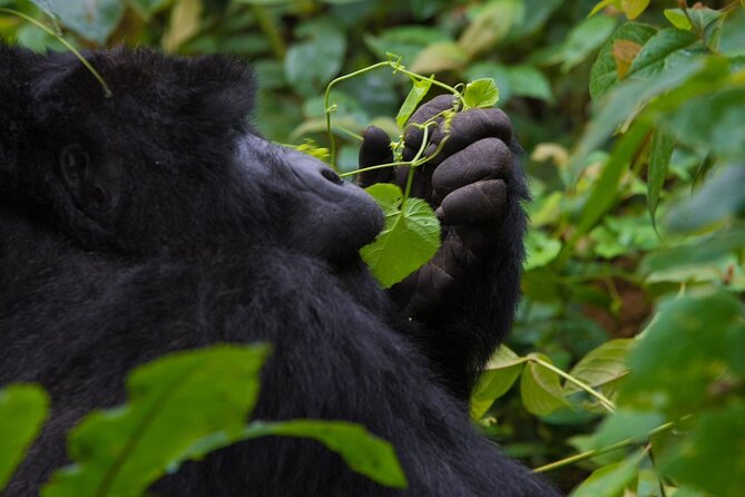 3-Day Private Guided Gorilla Trekking In Uganda - Price and Value: What You Pay for, and What You Still Need
