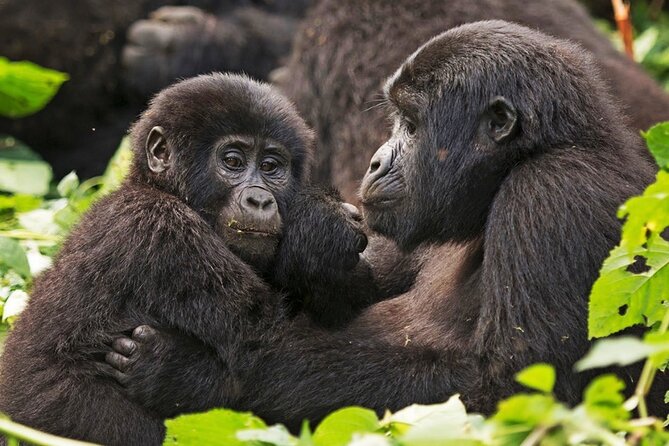 3-Day Private Guided Gorilla Trekking In Uganda - Bwindi Impenetrable National Park: What You’re Trekking Through