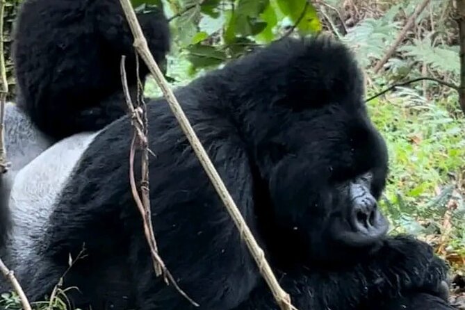 3-Day Private Guided Gorilla Trekking Uganda and Batwa Experience - Key highlights that make this 3-day Uganda gorilla safari tick
