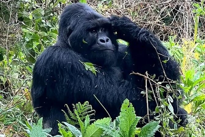 3-Day Private Guided Gorilla Trekking Uganda and Batwa Experience - Bwindi is why this trip exists (and it’s more than a checklist)
