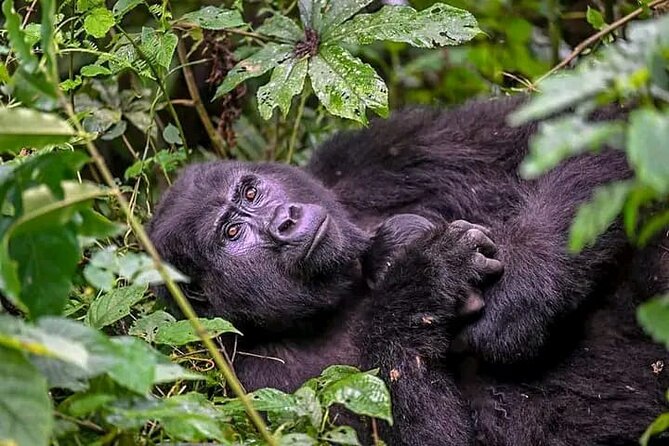 3-Day Private Guided Gorilla Trekking Uganda and Batwa Experience - What you can expect at the gorilla moment (and how to enjoy it)