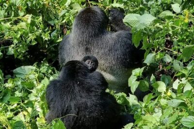 3-Day Private Guided Gorilla Trekking Uganda and Batwa Experience - Getting from Kampala to Bwindi: the 7:30am start and the equator detour