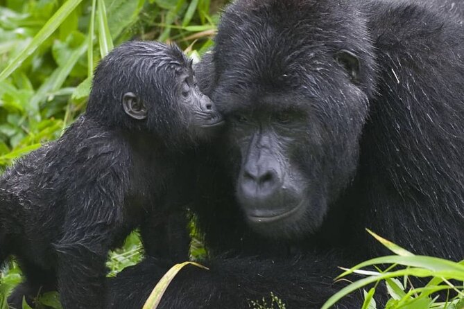 3-Day Private Guided Gorilla Trekking Uganda and Batwa Experience - Price and value: what $1,550 per person buys you in Uganda