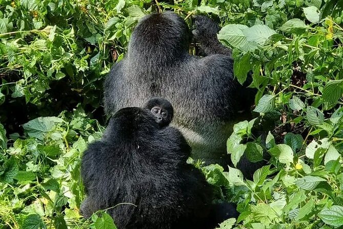 3-Day Private Guided Gorilla Trekking Uganda and Batwa Experience - Getting from Kampala to Bwindi: the 7:30am start and the equator detour