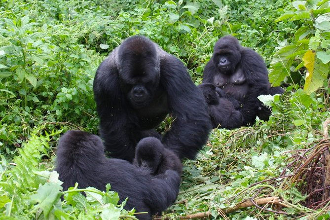 3 Day Rwanda to Uganda gorilla trekking Safari - Kigali to Bwindi in 3 days: the cross-border plan that saves energy