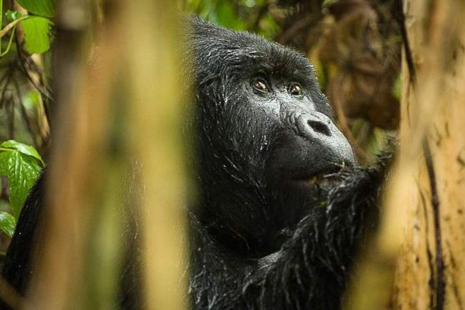 3-Day Tour to Uganda - Gorilla Trekking Bwindi Forest - Day 2 in Bwindi: trekking through dense terrain and using that hour wisely