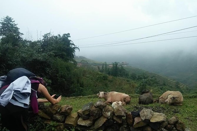 3-Day Trek in Amazing Muong Hoa Valley & ethnic Homestay - Day 3: Ban Ho sunrise and Nam Tong’s Red Dzao culture stop