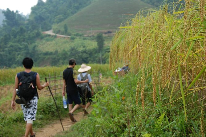 3-Day Trek in Amazing Muong Hoa Valley & ethnic Homestay - Day 2: Ta Van, bamboo forest, and Giang Ta Chai (Red Dzao)