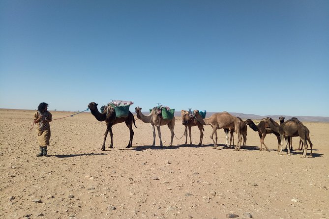 3-day trek - In the shade of palm trees - Marabout Sidi Naji: tribe ancestry, firelight, and night sky
