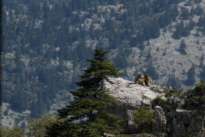 3-Day Trekking from Chefchaouen – Rif Mountains Adventure - Price and value: does $232.29 make sense for a 3-day trek?